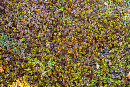 Water Lettuce at Thale Noi Waterbird Park, Phatthalung, Thailand