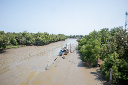 mangrove forest in summer season at Thailand