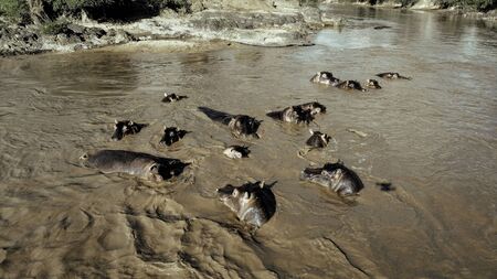 Flock of wild hippos in Tanzania, Africa. Serengeti national parkの写真素材
