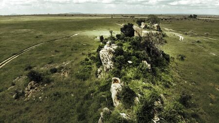 African savannah in Serengeti National Parkの写真素材