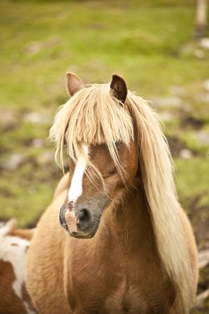 horseの写真素材