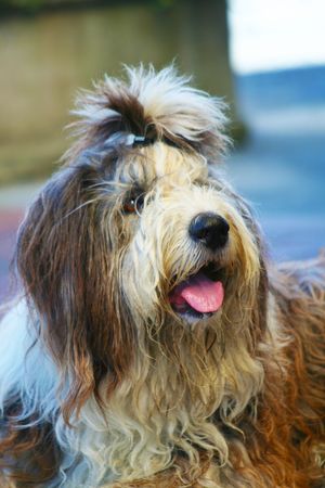 dog