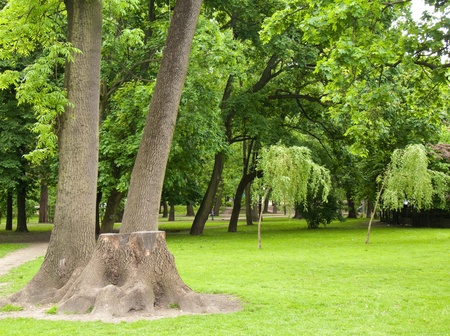 Green parkの写真素材