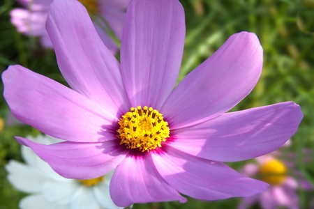 Pink flowerの写真素材