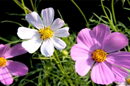 Pink and white flowerの写真素材