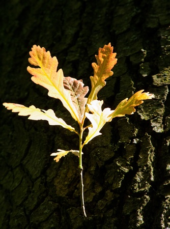 branch  of oak on dark backgroundの写真素材