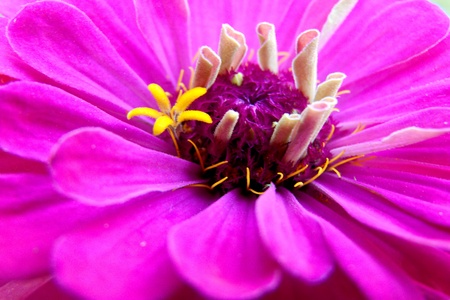 pink  flower with yellow blossomingの写真素材