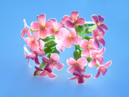 Pink flowers on blue backgroundの写真素材