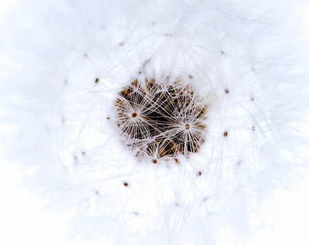 racem of blowball in white tintの写真素材