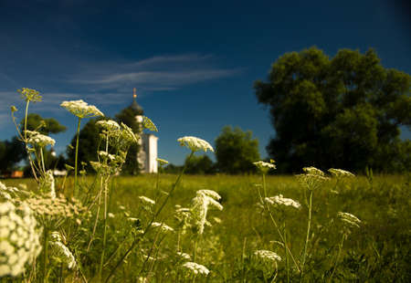 White flowers and white beauty