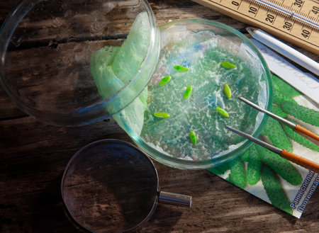 Sprouted seeds of cucumber on Petri dish, tweezers, magnifier, thermometer, plant label and seeds packet on wooden tableの写真素材