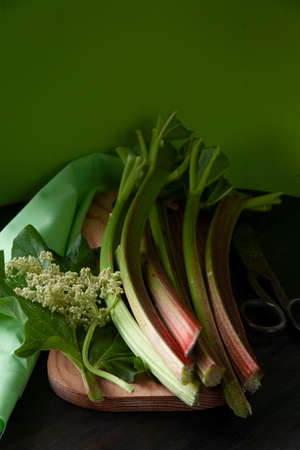 Fresh stems and flowers of rhubarb on green backgroundの写真素材