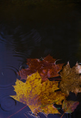 Yellow marple autumn leaves on water under rainの写真素材