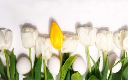 White tulips and one yellow tulipd with white eggs on white background, spring and Easter concept.の写真素材