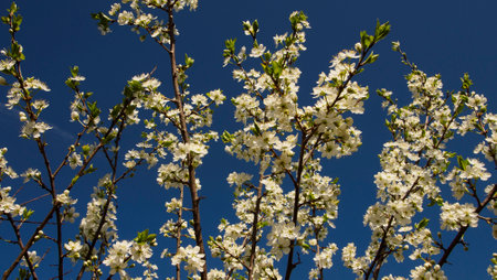 Wild thorn flowering in spring garden.の写真素材
