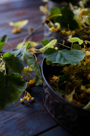 Fresh harvested flowers and leaves of linden tree in vintage metal bowl.