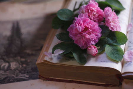 An old book, old picture and a bouquet of ancient pink roses in a vintage cup, summer reading...