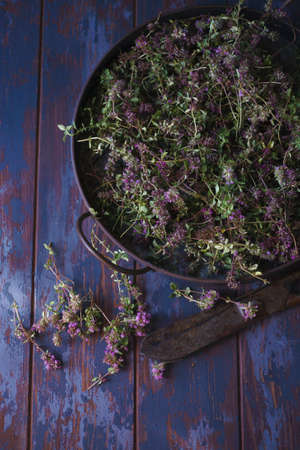 Vintage metal tray with fresh plants of wild thyme havested for drying.の写真素材