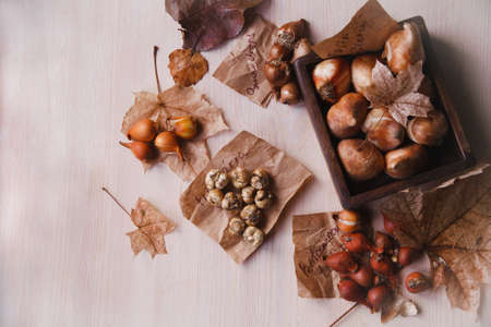 The bulbs of different spring-flowering bulb flowers ready for uatumn planting in the garden.の写真素材