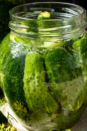 Home made pickled cucumbers in glass jars with herbs.の写真素材