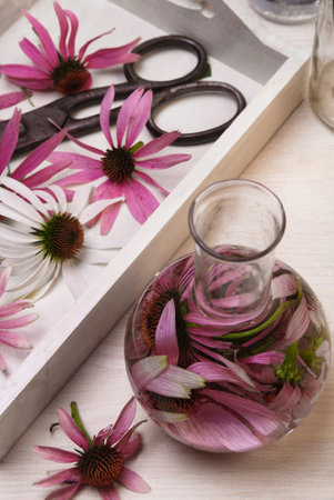 Echinacea purpurea freshly harvested flowers in white tray with scissors and chemical flask with tincture.の写真素材