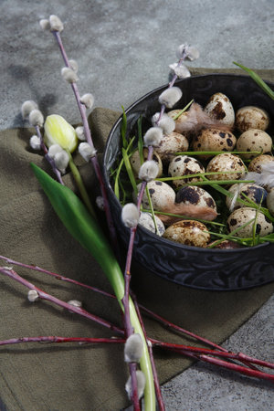 Quail eggs in metal rustic bowl with willow branches and white tulip, Easter decor concept with copy space, selective focus.の写真素材