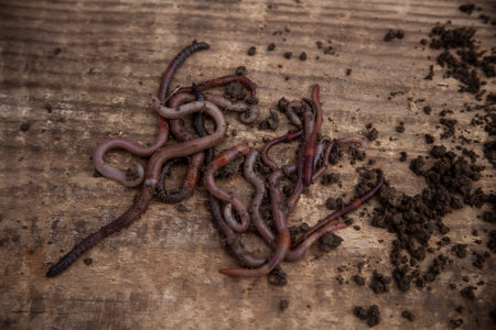 Earthworms isolated from the soil on the wooden bench.