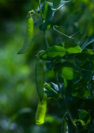 A vine of green peas with pods in the garden, selective focusの写真素材