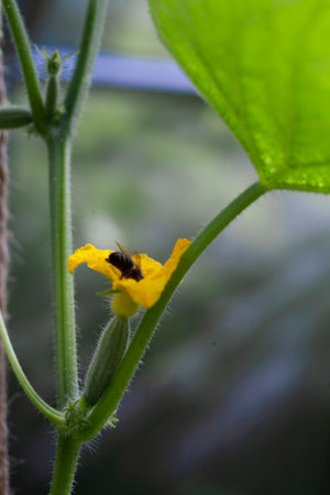 The blooming of greenhouse cucumbers with bee on the yellow flower in small greenhouse