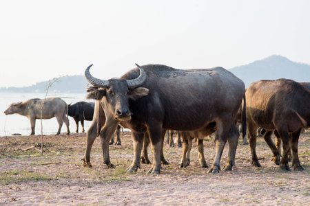 buffalo  on the grasslandの写真素材