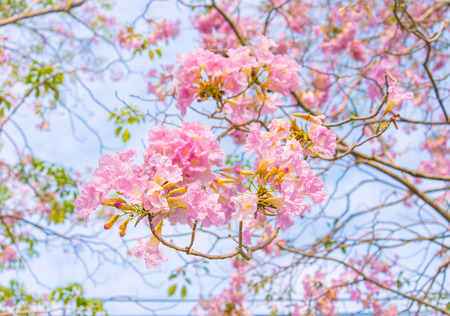 Tabebuia rosea is a blooming ,sofocus ,  Close upの写真素材