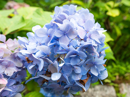 Hydrangea Bloomの写真素材