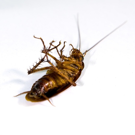 Dead cockroach on white backgroundの写真素材