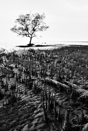 Lonely tree in black and white by the muddy beachの写真素材