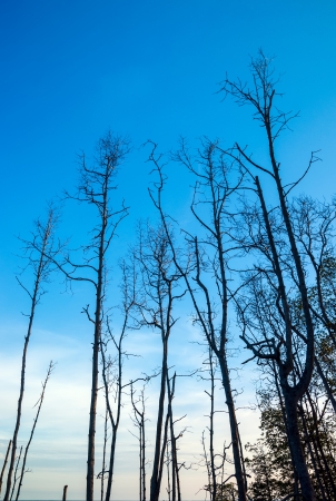 Branches of dead mangrove treesの写真素材