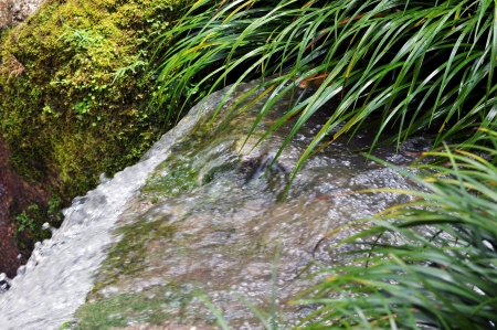 Water stream with green foliage and moss