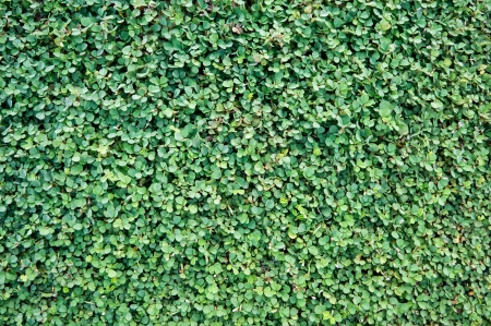 Fresh small green natural leaves background