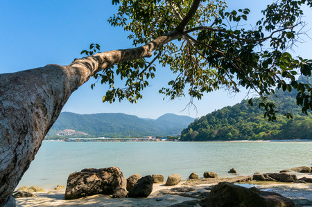 Sea view from under the treeの写真素材