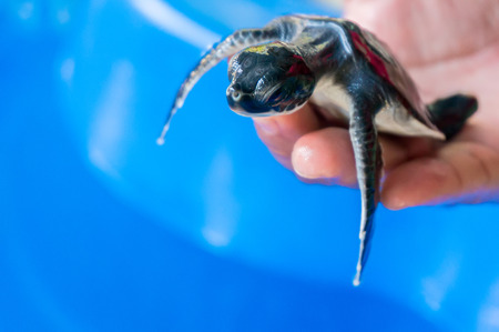 Hand holding newly hatched baby turtle