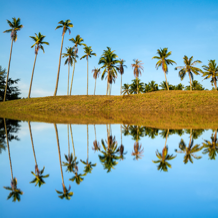 Beautiful view of coconut trees against blue sky with full reflection.の写真素材