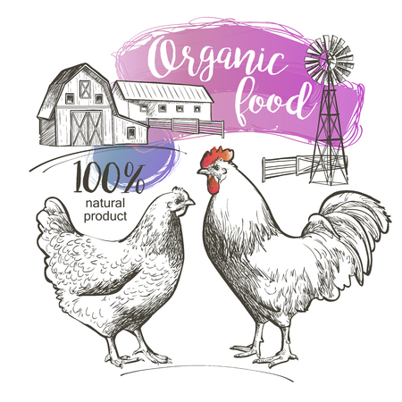 Chicken hen rooster cock cockerel and farm. Vector illustration in vintage style.のイラスト素材