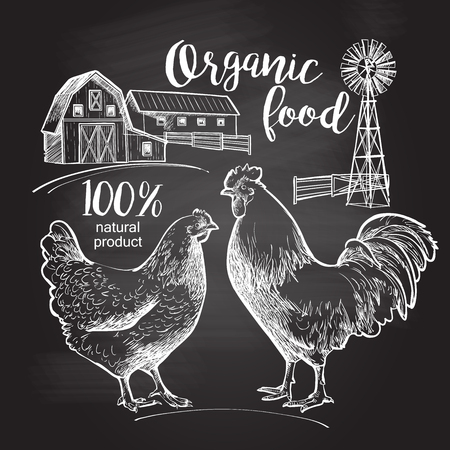 Drawing on the blackboard. Rooster hen farm barn.  Design for farming industry, original packaging and other types of bio product business. Vector illustration in vintage styleのイラスト素材
