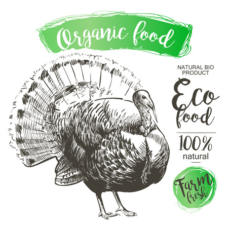 Turkey isolated - Vector engraved illustration in vintage styleのイラスト素材