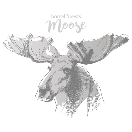 moose head with huge antlers sketch vector illustration isolated on white background. Christmas animalのイラスト素材