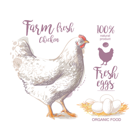 Chicken. Roasted Chicken. Vector illustration in vintage styleのイラスト素材