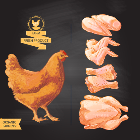 Fresh chicken meatのイラスト素材