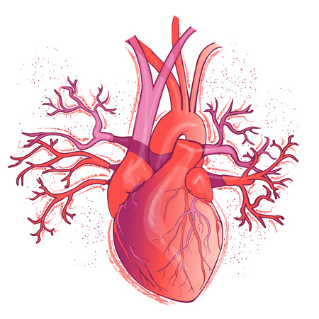 Vector realistic Human heartの写真素材