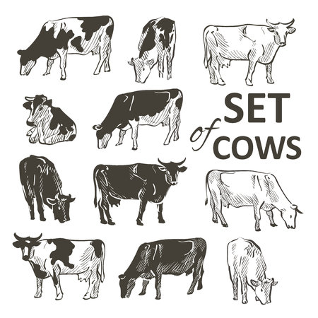 Vector set of cows in graphic vintage style. Hand drawing image.のイラスト素材