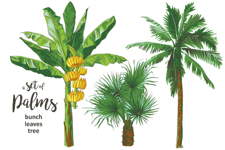 Tropical bananas palm trees, leaf, fruits foliage textural collection. Vintage design for banner, textile, wallpaper. Vector watercolor illustration.のイラスト素材