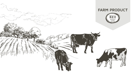 Cow in graphic line style, hand drawing vector imageのイラスト素材